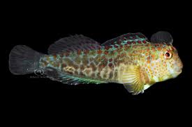 Image result for Tessmannia burttii