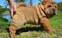 Chinese Shar-Pei Puppies for Sale - PuppyFind