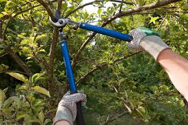 Most plants, including trees, shrubs and garden plants like roses benefit from different methods of pruning and maintenance. 25 Tools For Pruning Flowers Plants Trees And Bushes Home Stratosphere