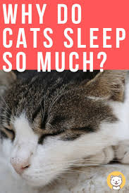 Why Do Cats Sleep So Much Kitty Cats Blog Cat Sleeping Cat Having Kittens Cat Care