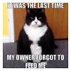Then sample this selection of funny animal memes, featuring bears, spiders, armadillos, and plenty of other, less photogenic creatures. 1