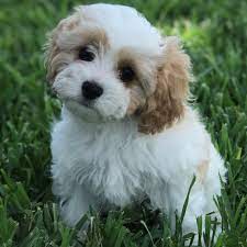 Adopted Cavapoo Female Apricot White Birthday 4 21 19