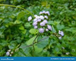 Image result for Ageratum conyzoides