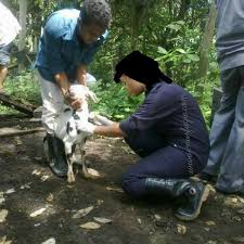 Makmal kesihatan awam veterinar dan makmal veterinar wilayah tengah. Veterinar Merupakan Pekerjaan Yang Membahayakan Kesihatan Eintan Nurfuzie Lifestyle Beauty Travel Tips Rawatan Kucing Review