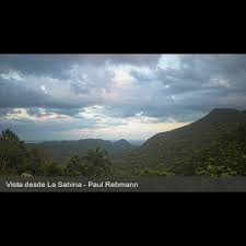 Image result for Commelina nigritana