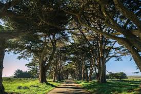 Populerliği hızla artan ve görenleri şaşkına çevirici şekilde gerçekci olan duvar kağıdı türüdür.daha zahmetli ve pahalı olan duvar kaplama ürünlerinin üç boyutlu duvar kağıdı haline getirilmesi insanların oldukça ilgisini çekmiş görünüyor. 3 Boyutlu Agac Yolu Derinlik Duvar Kagidi 2530 Evinyol