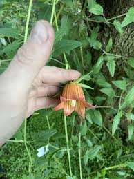 Image result for Canarina