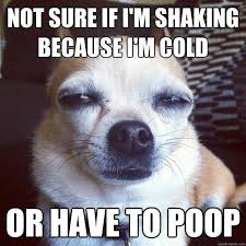 Funny Chihuahua Memes