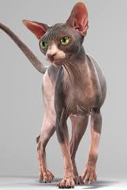 Sphynx Cat 3d Model In 2020 Sphynx Cat Cats 3d Model