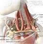 Vascular TOS from www.sciencedirect.com