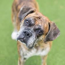 Boxer Pdsa