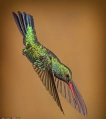 This Colourful Shot Of A Diving Hummingbird Got Argentinian Mario Fiorucci Highly Commende Colibris