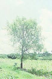 Image result for Zanthoxylum chalybeum