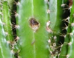 Untuk memancing pertumbuhan bunganya, kamu bisa meletakkan kaktus hias ini di ruangan dengan suhu. Bagaimana Mencegah Penyakit Pada Kaktus Berkebun Hidup