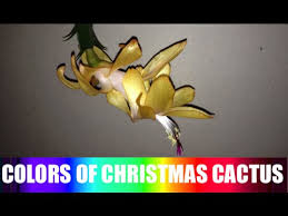 I have relatives who have tried everything to get theirs to bloom. Colors Of Christmas Cactus Youtube