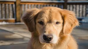 We want to elevate the standards of. How Much Do Purebred Golden Retrievers Cost My Golden Retriever