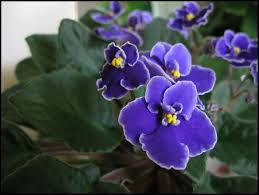 Maybe you would like to learn more about one of these? Meaning Of Flowers Color Symbolic Anniversary Birthday Spiritual Biblical Flower Meanings Violet Flower Orchid Flower