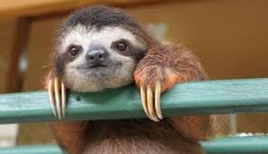 Image result for Sloth