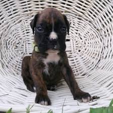If the puppy still won't latch or if if it isn't, you'll need to take care of it on your own. Bobby Boxer Puppy 612294 Puppyspot