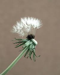 Items Similar To Dandelion Photograph Magical Fairytale Photo White Tan Brown Sage Green Vintage Soft Nursery Wall Dandelion Art Dandelion Fine Art Photographs