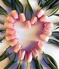 Delightful Pretty Flowers Beautiful Flowers Flower Art