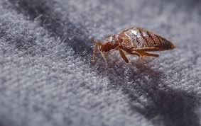 Bedbugs can exist independently but tend to congregate once they have been established. Top Warning Signs Of Bed Bugs In Your Home