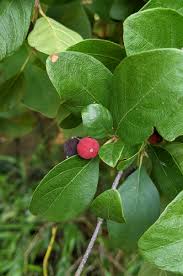 Image result for Guettarda