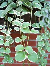 You can also do a stem cutting, but that. Pin By Florence Ralph On Patio Plants For Hanging Baskets Hanging Flower Baskets Vinca Vine Hanging Baskets