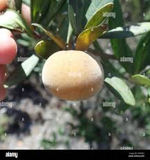 Image result for Diospyros dichrophylla