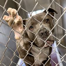 Shelter Dog Project – One Love AZ