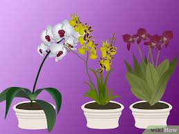 Here she shows you how to style up your orchid plant in a very elegant way to achieve the professional results that florists obtain. How To Grow Orchids 13 Steps With Pictures Wikihow