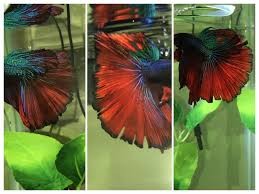 Fin or tail rot is a treatable and preventable disease. Betta Fin Rot Or Tear Betta Fish Forum 385349