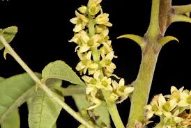 Image result for Zanthoxylum chalybeum