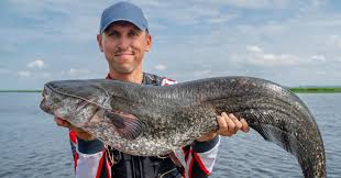 It is a freshwater fish recogni. Wels Angeln Das Mussen Sie Beachten Tackle Deals Eu Blog