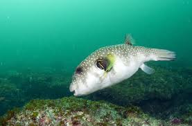 Oleh karena itu masyarakat perlu waspada saat akan makan hewan tersebut, karena racunnya membahayakan bagi yang memakan. 7 Fakta Ikan Buntal Yang Belum Banyak Diketahui Orang