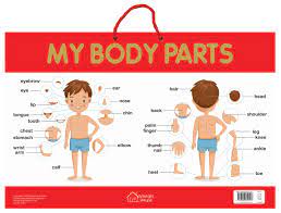 Look at the picture and study the words. My Body Parts Early Learning Educational Posters For Children Perfect For Kindergarten Nursery And Homeschooling 19 Inches X 29 Inches Wonder House Books 9789388810197 Amazon Com Books