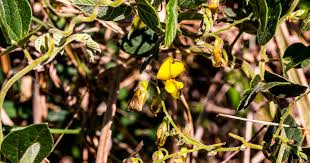 Image result for Trochomeria hookeri