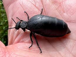 What kind of bugs are these? Denham Springs, LA