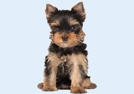 Maybe you would like to learn more about one of these? Yorkshire Terrier Puppies Yorkshire Terrier For Sale