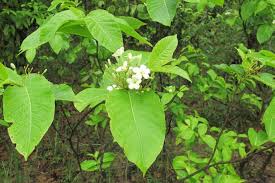 Image result for Holarrhena pubescens