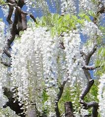 Image result for Wisteria