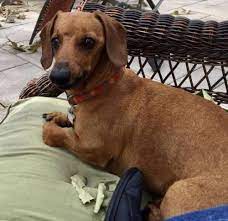 Thank You For Helping This Dog Find A New Home Dachshund Short Coat In San Diego Ca Dachshund Rescue Dachshund Adoption Dachshund