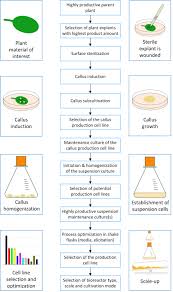 Maybe you would like to learn more about one of these? Https Www Zhaw Ch Storage Lsfm Institute Zentren Icbt Bioverfahrenstechnik Kompetenzflyer Plant Cells Pdf