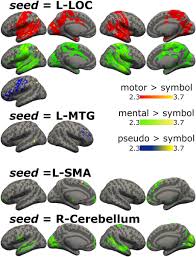 Contribution and functional connectivity between cerebrum and cerebellum