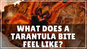 Image result for Tarantula Bite