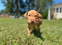 This is a review for a animal shelters business in jacksonville, nc: Adoption First Animal Rescue Home Facebook