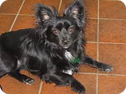 We offer 1 puppies for sale in salem, oregon. Dog Adoption In Salem Oregon