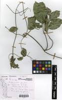 Image result for Hippocratea africana