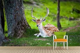 Pin By Karakeeb 3d On Animals Karakeeb 3d Wall Pepar Nature Animals Animals Animals Beautiful