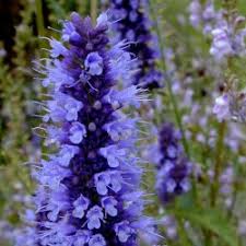 1 oz (28 g) quick swap® power. Korean Mint Seeds Blue Licorice Agastache Rugosa Price 1 85